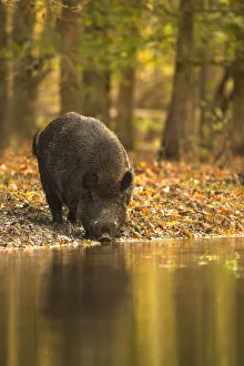 Wild Boar (Sus scrofa) drinking from woodland pool. Holland, Europe, November Wild Boar (Sus scrofa) drinking from woodland pool. Holland, Europe, November
