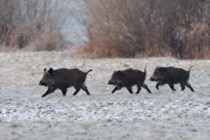 Images Dated 9th January 2009: Wild Boar (Sus scrofa) family walking across frosty field. Vosges, France, January