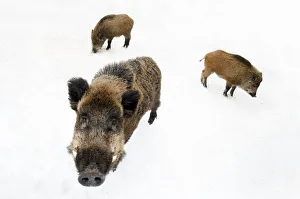 Three Wild Boar (Sus scrofa) foraging in snow. The Netherlands, January Three Wild Boar (Sus scrofa) foraging in snow. The Netherlands, January
