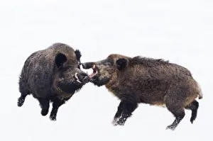 Wild Boar (Sus scrofa) males fighting in snow. The Netherlands, January Wild Boar (Sus scrofa) males fighting in snow. The Netherlands, January