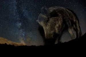Wild boar (Sus scrofa) at night with the milky way in the background, Gyulaj, Tolna Wild boar (Sus scrofa) at night with the milky way in the background, Gyulaj, Tolna