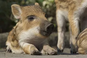 Wild boar (Sus scrofa) piglet resting beside road, Berlin, Germany, March 2007 Wild boar (Sus scrofa) piglet resting beside road, Berlin, Germany, March 2007