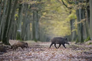Images Dated 26th October 2010: Wild Boar (Sus Scrofa) with piglets in forest of Rambouillet, near Paris, France. Autumn
