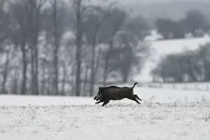 Images Dated 15th January 2017: Wild boar (Sus scrofa) running across snow covered field, Vosges, France, January