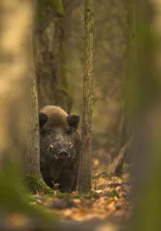 Wild Boar (Sus scrofa) in woodlands. Holland, Europe, November Wild Boar (Sus scrofa) in woodlands. Holland, Europe, November