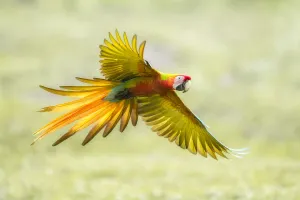 Wild Buffons macaw x Scarlet macaw (Ara ambiguus x Ara macao) hybrid, Costa Rica Wild Buffons macaw x Scarlet macaw (Ara ambiguus x Ara macao) hybrid, Costa Rica