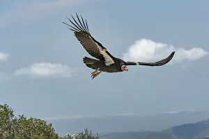 Cathartidae Gallery: Wild California condor (Gymnogyps californianus) in flight, with wing tag and transmitter