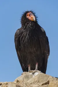 Cathartidae Gallery: Wild California condor (Gymnogyps californianus) near San Pedro Martir National Park