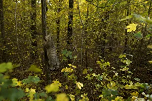 Wild cat (Felis silvestris) climbing tree in autumn, Black Forest, Baden-Wurttemberg Wild cat (Felis silvestris) climbing tree in autumn, Black Forest, Baden-Wurttemberg