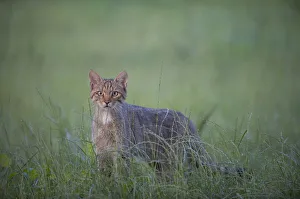 Wild cat (Felis silvestris) Codrii Forest Reserve, Moldova, June Wild cat (Felis silvestris) Codrii Forest Reserve, Moldova, June
