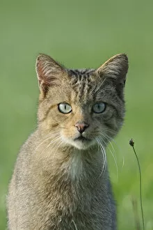Images Dated 16th August 2012: Wild Cat (Felis silvestris) portrait. Vosges, France, August