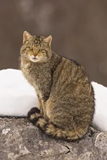 Wild cat (Felis silvestris) sitting on a rock with snow, Cantabrian Mountains, Spain Wild cat (Felis silvestris) sitting on a rock with snow, Cantabrian Mountains, Spain