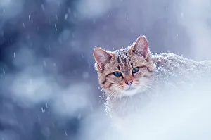 Wild cat (Felis silvestris) in snowstorm captive, Germany Wild cat (Felis silvestris) in snowstorm captive, Germany