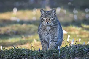Wild cat (Felis silvestris) Switzerand Wild cat (Felis silvestris) Switzerand