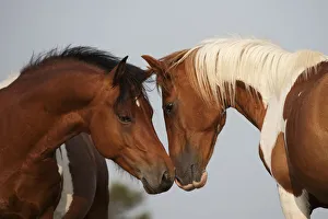 Wild Chincoteague (Equus caballus) two breeding stallions greeting one another Wild Chincoteague (Equus caballus) two breeding stallions greeting one another