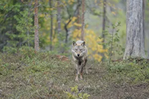 Wild European Grey wolf (Canis lupus) Kuhmo, Finland, September 2008 Wild European Grey wolf (Canis lupus) Kuhmo, Finland, September 2008