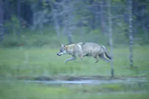 Images Dated 21st July 2008: Wild European Grey wolf (Canis lupus) walking, Kuhmo, Finland, July 2008