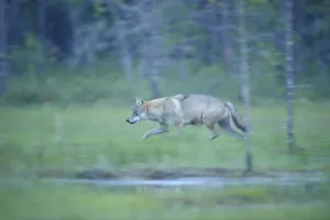 Wild European Grey wolf (Canis lupus) walking, Kuhmo, Finland, July 2008 Wild European Grey wolf (Canis lupus) walking, Kuhmo, Finland, July 2008