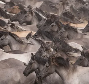 Wild / feral Dulmen ponies (Equus caballus) close up of herd of mares and foals running Wild / feral Dulmen ponies (Equus caballus) close up of herd of mares and foals running