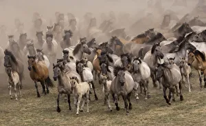 Wild / feral Dulmen ponies (Equus caballus) herd of mares and foals running on the Wild / feral Dulmen ponies (Equus caballus) herd of mares and foals running on the