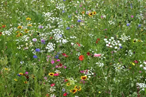 Images Dated 16th August 2009: Wild flower meadow in city centre, Sheffield, Yorkshire, UK, August 2009