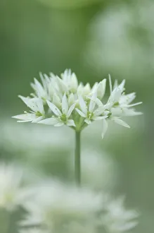 Wild garlic {Allium ursinum} flowers, County Antrim, Northern Ireland, UK Wild garlic {Allium ursinum} flowers, County Antrim, Northern Ireland, UK
