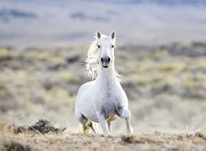 Wild horse / Mustang, grey stallion running, Adobe Town herd, Wyoming, USA Wild horse / Mustang, grey stallion running, Adobe Town herd, Wyoming, USA