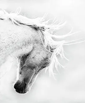 Wild Horse / Mustang shaking head and mane, Adobe Town Herd Area, southwestern Wyoming Wild Horse / Mustang shaking head and mane, Adobe Town Herd Area, southwestern Wyoming