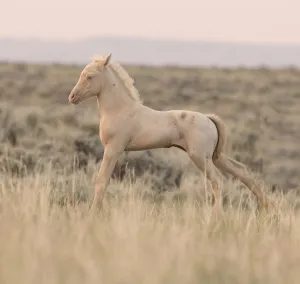 Wild Horses / Mustangs, cremello colt stretching, McCullough Peaks Herd Area, Cody Wild Horses / Mustangs, cremello colt stretching, McCullough Peaks Herd Area, Cody