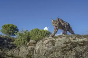 Wild Iberian lynx (Lynx pardinus) photographed with camera trap. Andalusia, Spain Wild Iberian lynx (Lynx pardinus) photographed with camera trap. Andalusia, Spain