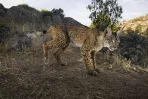 Wild Iberian lynx (Lynx pardinus) male, Sierra de Andjar Natural Park, Mediterranean Wild Iberian lynx (Lynx pardinus) male, Sierra de Andjar Natural Park, Mediterranean