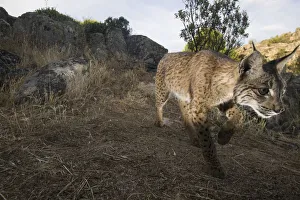 Wild Iberian lynx (Lynx pardinus) male walking, Sierra de Andjar Natural Park Wild Iberian lynx (Lynx pardinus) male walking, Sierra de Andjar Natural Park