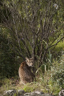 Images Dated 10th April 2009: Wild Iberian lynx (Lynx pardinus) male, one year, with GPS tracking collar, sitting