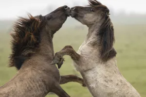 Wild-living Konik horses, (Equus caballus), fighting, Oostvaardersplassen Nature Reserve Wild-living Konik horses, (Equus caballus), fighting, Oostvaardersplassen Nature Reserve
