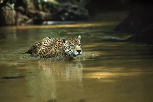 Images Dated 27th March 2003: Wild male Jaguar in stream, Amazon Basin, Brazil S. America