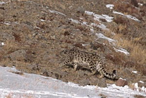 Images Dated 21st January 2011: Wild male Snow Leopard (Panthera uncia) walking through barren terrain with snow covered patches
