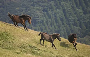 A wild Misaki-uma breeding stallion (right) brings back one of his mares to his band A wild Misaki-uma breeding stallion (right) brings back one of his mares to his band