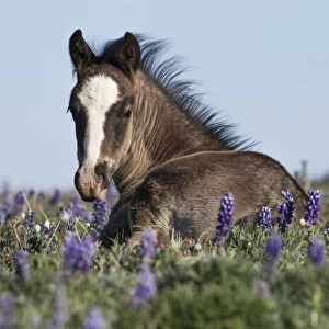 Images Dated 28th June 2012: Wild Mustang foal resting in wildflowers, Pryor Mountains, Montana, USA. June