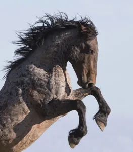Wild Mustang horse rearing, Pryor mountains, Montana, USA. June Wild Mustang horse rearing, Pryor mountains, Montana, USA. June