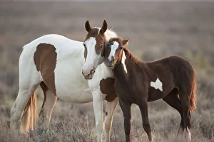 Wild Mustang pinto foal nuzzling up to mother, Sand Wash Basin Herd Area, Colorado, USA Wild Mustang pinto foal nuzzling up to mother, Sand Wash Basin Herd Area, Colorado, USA