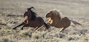 Wild Mustang stallion chasing another away from his family in White Mountain Herd Area Wild Mustang stallion chasing another away from his family in White Mountain Herd Area