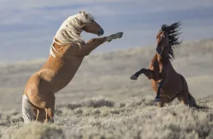 Two wild Mustang stallions fighting in the White Mountain Herd Area, Wyoming, USA. August Two wild Mustang stallions fighting in the White Mountain Herd Area, Wyoming, USA. August