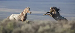 Two wild Mustang stallions fighting in White Mountain Herd Area, Wyoming, USA. August Two wild Mustang stallions fighting in White Mountain Herd Area, Wyoming, USA. August