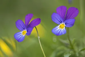 Wild pansy (Viola tricolor) Nordtirol, Austrian Alps, Austria, July Wild pansy (Viola tricolor) Nordtirol, Austrian Alps, Austria, July
