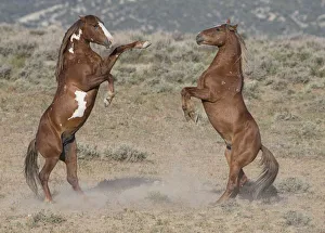 Two wild pinto Mustang stallions battle for dominance in Sand Wash Basin, Colorado, USA Two wild pinto Mustang stallions battle for dominance in Sand Wash Basin, Colorado, USA
