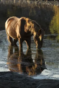 Wild Salt River stallion grazing in water, living wild in Tonto National Forest, Arizona Wild Salt River stallion grazing in water, living wild in Tonto National Forest, Arizona