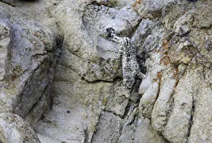 Wild snow leopard (Panthera uncia) bounding down steep rock face in pursuit of prey Wild snow leopard (Panthera uncia) bounding down steep rock face in pursuit of prey