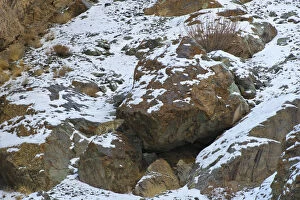 Images Dated 18th February 2014: Wild Snow leopard (Panthera uncia), in habitat, Hemis National Park, Himalayas, Ladakh