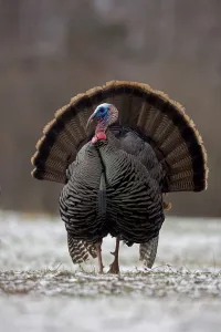 Wild Turkey Gallery: Wild Turkey (Meleagris gallopavo) male displaying in early spring, in light snow