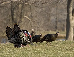 Wild Turkey Gallery: Wild Turkeys (Meleagris gallopavo), two toms courting several hens, New York, USA